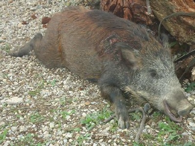 Du Geant Du Vaucluse - chasse / sanglier